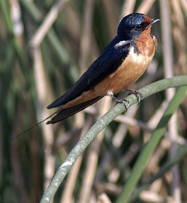 Barn Swallow