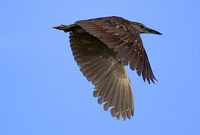 Immature Night Heron ( I think)