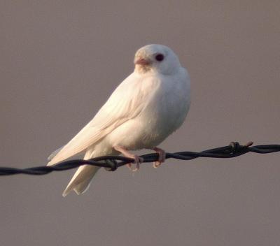 Albino Swallow of some kind