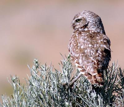 Burrowing Owl