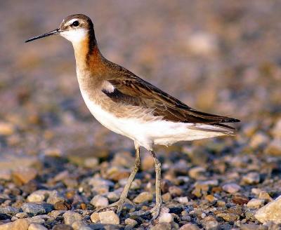 Phalarope