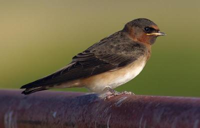 Cliff Swallow