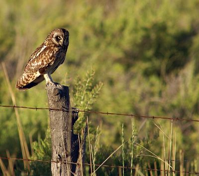 Short eared Owl