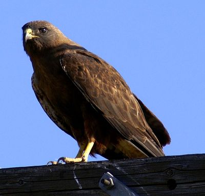 Swainson's Hawk (Dark Morph)