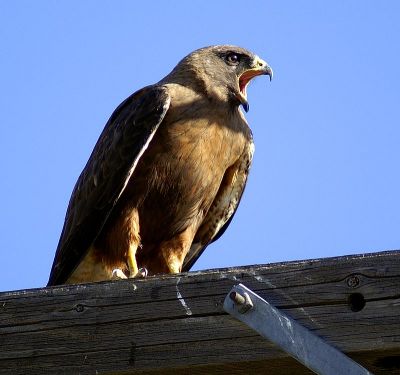 Swainson's Hawk (Dark Morph)