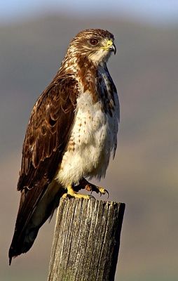 Swainson's Hawk