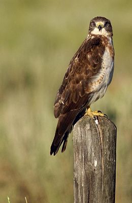 Swainson's Hawk