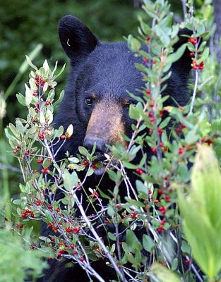 Black Bear at Glacier NP