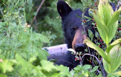 Black Bear at Glacier NP