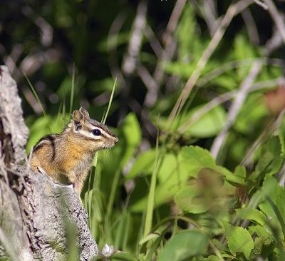 Chipmunk at Glacier NP