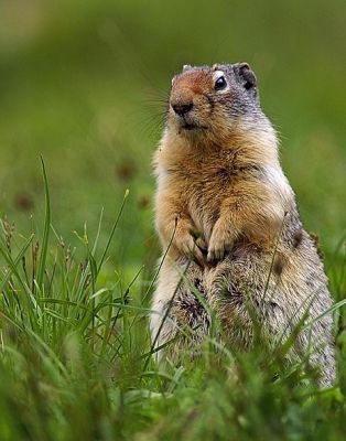 Columbian Ground Squirrel at Glacier NP