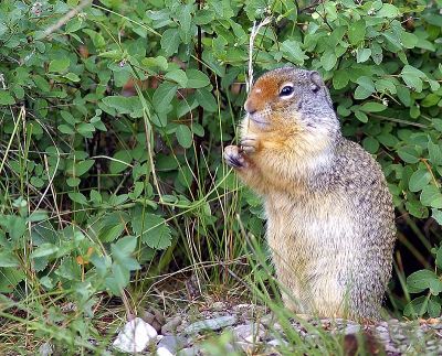 Columbian Ground Squirrel at Glacier NP