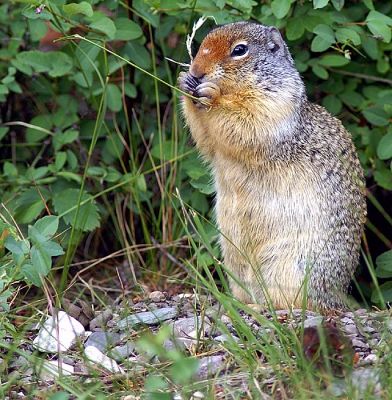 Columbian Ground Squirrel at Glacier NP