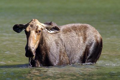 Moose Cow at Glacier NP