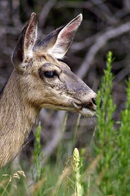 Deer at Glacier NP