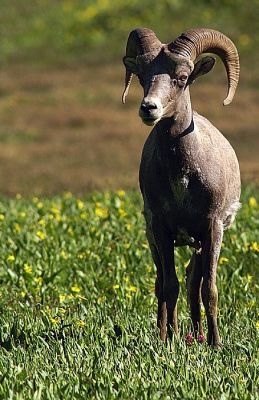 Ram at Glacier NP