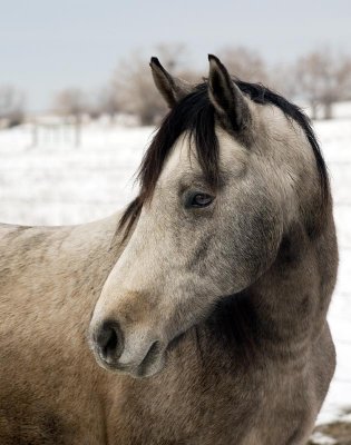 Horse Near Farmington Bay