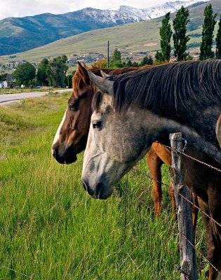 Horses in Eden
