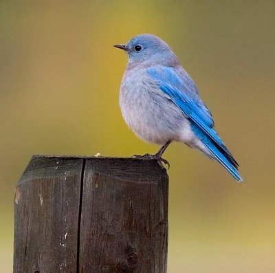 blue bird.jpg
