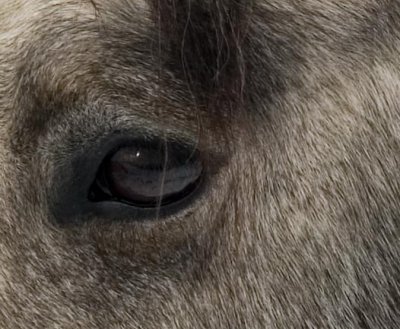 horseheadrawcrop.jpg