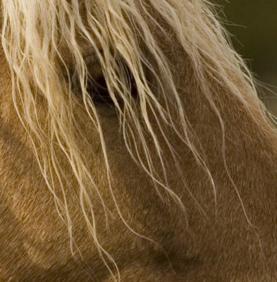 horsercrop2.jpg
