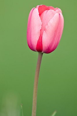 tulip.jpg