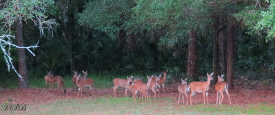 16 Deer in backyard waiting for dinner