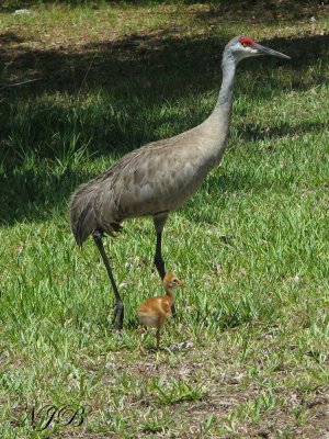 Sandhill Crane and Baby