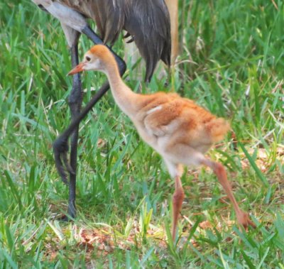 sandhill_cranes