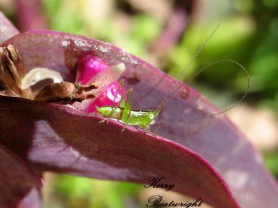 Little 1/4 Grasshopper