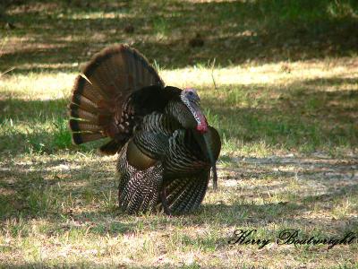 A large Tom Turkey Strutting his Stuff