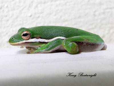 Green tree frog