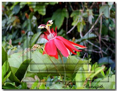 A red Passion Flower Vine