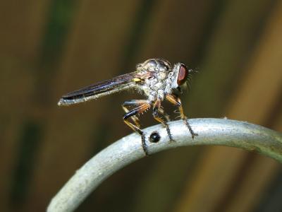 Another shot of Robber fly