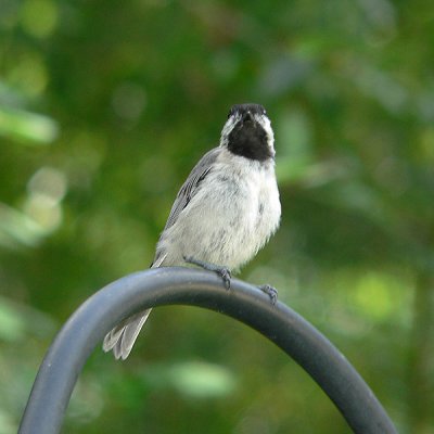 Black Capped Chickadee on our Shepard's crook