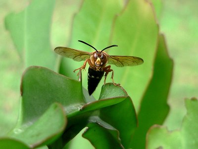 Hunter Wasp