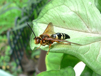 Hunter Wasp