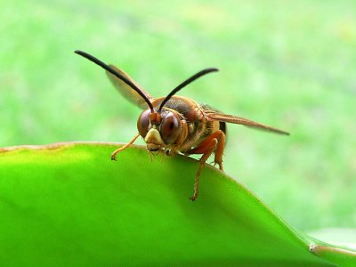 Hunter Wasp