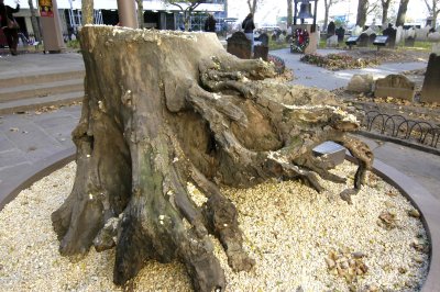sycamore