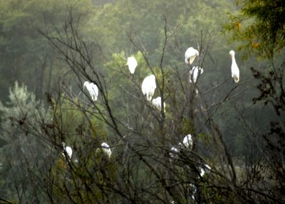 Egrets