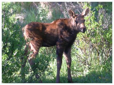baby moose web.jpg