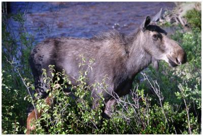 Rocky Mt. NP  Mama moose