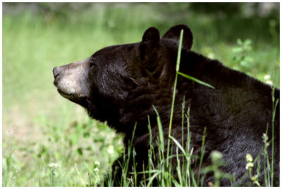 Yellowstone black bear