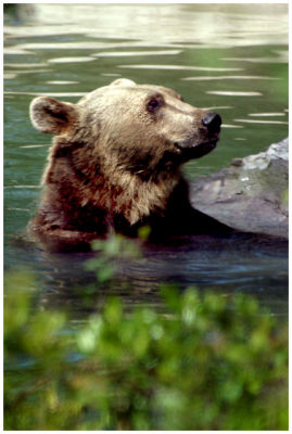 Grizzly 4
