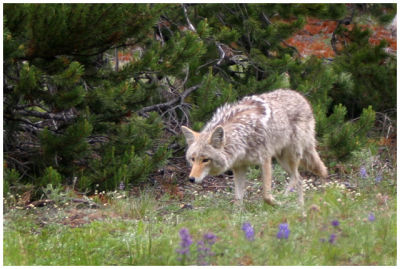 Yellowstone 9