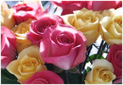 january 2 Rose Glow