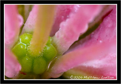 pinklilysupermacro.jpg