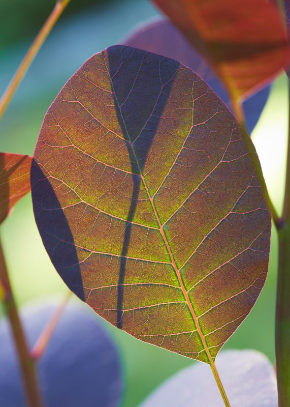 Translucent Catinus