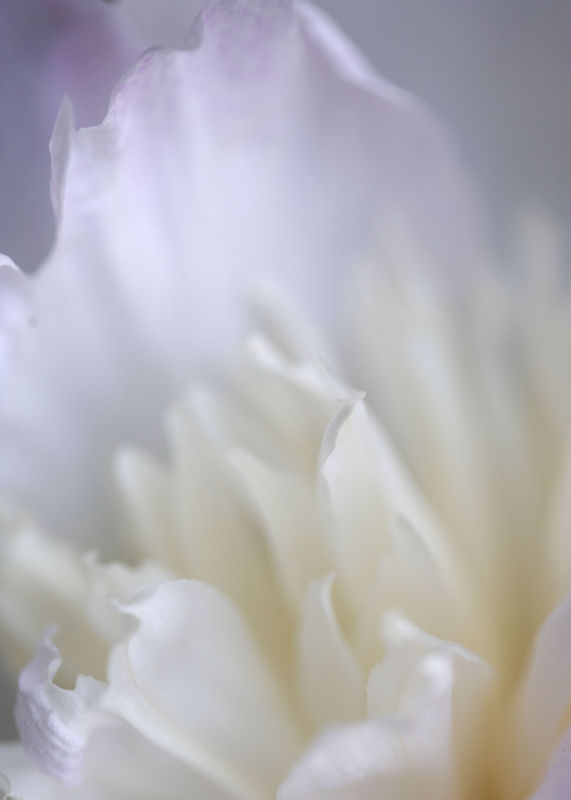 Peony 2