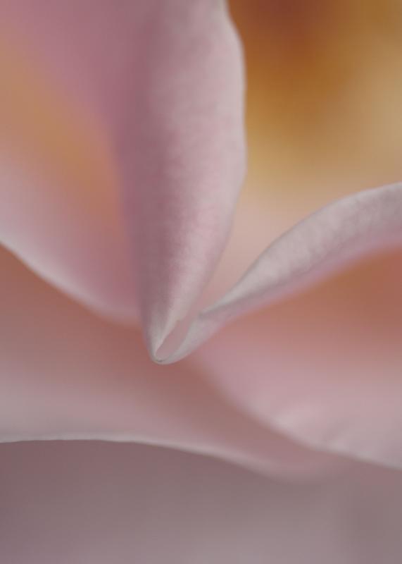 Rose 4